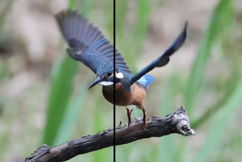 A bird with blue and orange feathers is landing on a branch. The image is split down the middle, showing a blurry, low-quality left side and a sharp, high-quality right side with clearer details of the bird and background.