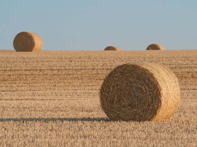 Large round hay bales spread across a golden, recently harvested field under a clear blue sky. The hay bales cast soft shadows, suggesting early morning or late afternoon sunlight.