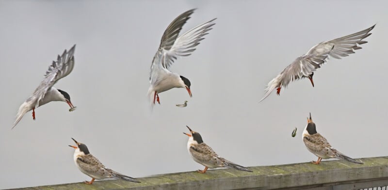 A sequence of photos showing a bird dropping a fish mid-air, then swooping down to catch it as another bird below watches from a wooden railing against a gray, blurred background.