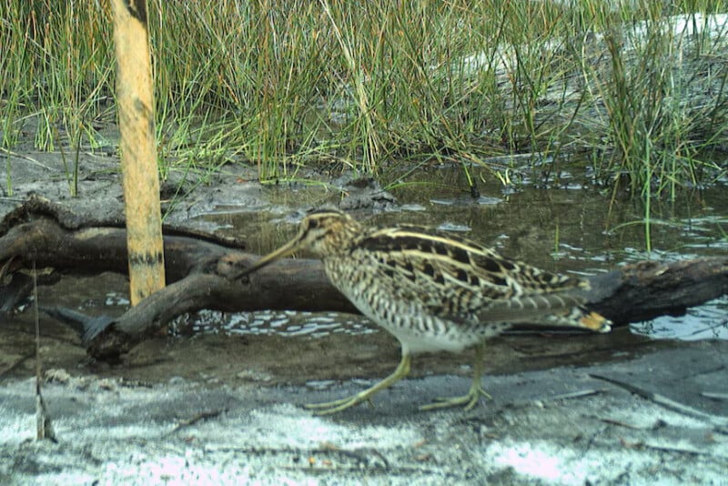 A brown and white shorebird with a long beak stands near a shallow pool of water, surrounded by grass, sand, and a fallen branch.