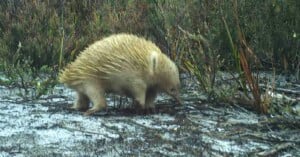 A pale, spiny echidna walks on sandy ground surrounded by green and brown grassy vegetation.