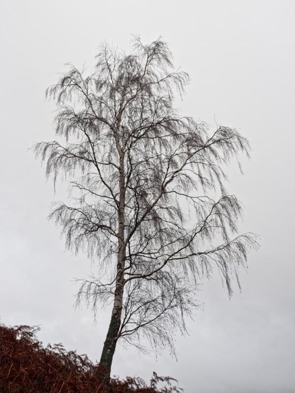 A leafless tree with thin, sparse branches stands alone on a slope under a cloudy, overcast sky. Some brown ferns or undergrowth are visible at the base of the tree.