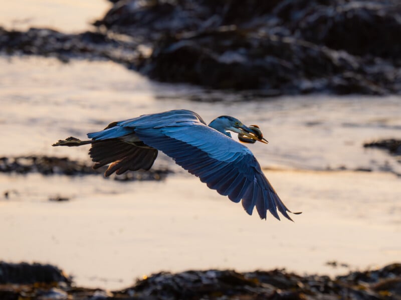 A blue heron flies low over water at sunset, holding a fish in its beak with its wings fully extended and rocks and seaweed visible in the background.