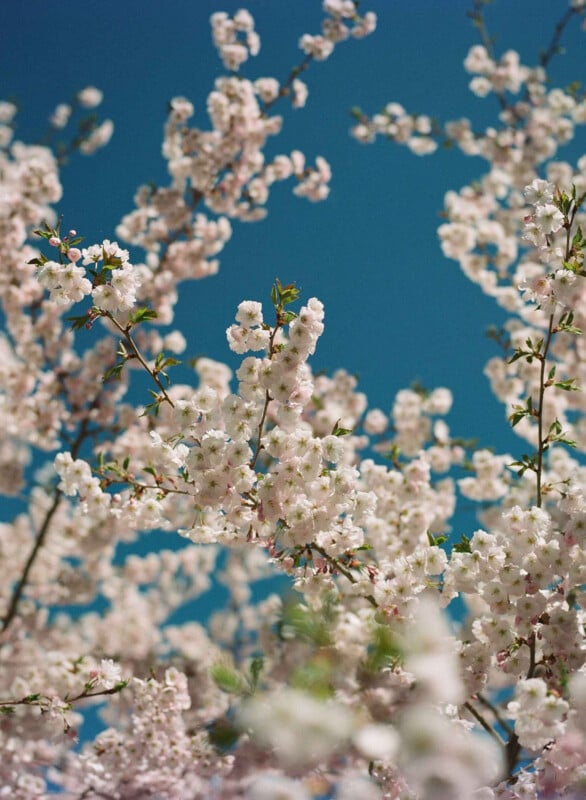 Las ramas de los cerezos en flor están cubiertas de flores de color rosa pálido, creando una escena primaveral brillante y vibrante contra el cielo azul.