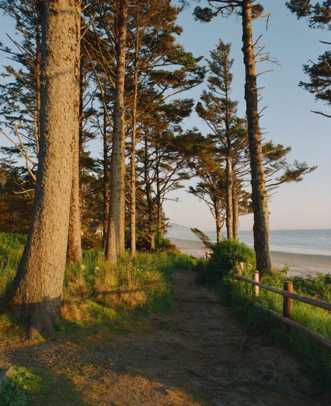 Un camino de arena bordeado de altos pinos y una valla de madera conduce a la playa, con el mar claramente visible al fondo bajo un cielo azul claro. El sol proyecta tonos cálidos sobre los árboles y la hierba.