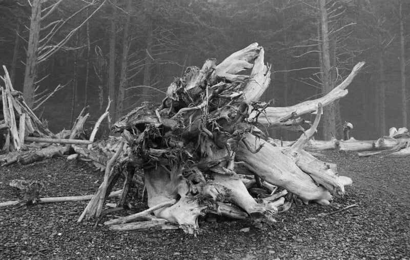 Enormes troncos desgastados y raíces enredadas yacen en una playa rocosa, con un telón de fondo de árboles altos y sin hojas y un bosque brumoso. La atmósfera de la escena es sombría, arenosa y de mal humor.