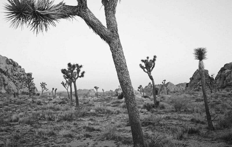 Fotografía en blanco y negro de un paisaje desértico con algunos árboles de Josué y colinas rocosas al fondo con escasa vegetación que cubre la arena.