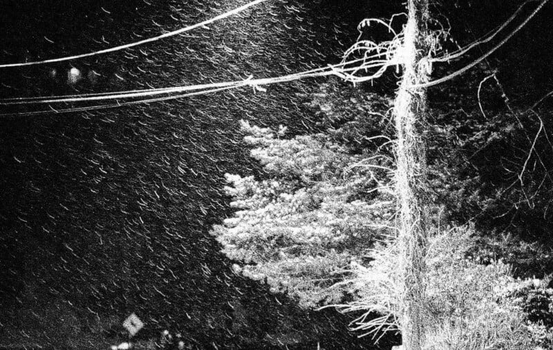 Una fotografía en blanco y negro de fuertes nevadas nocturnas, con cables brillantes, postes y ramas de árboles claramente visibles debajo de los copos.
