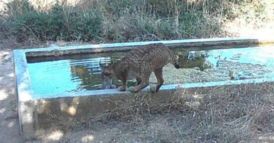 A wild lynx walks along the edge of a concrete water trough surrounded by dry grass and bushes in a natural outdoor setting.