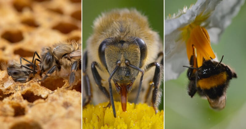  honey bees on honeycomb, a bee drinking from a yellow flower, and a bumblebee hanging upside down from a white blossom.