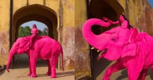 A woman wearing pink clothes sits atop a bright pink elephant, passing through an arched doorway with yellow walls, shown from two different angles.
