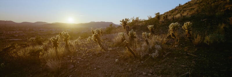 Panoramic view of a desert hillside at sunset, with cacti and dry vegetation in the foreground and mountains in the distance under a clear sky.