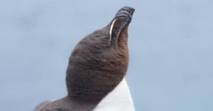 A close-up of a razorbill bird tilting its head upward, showing its dark brown-black head, white beak stripe, and white underparts against a soft blue background.