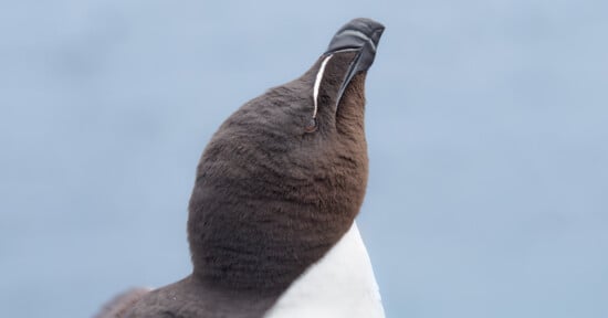 A close-up of a razorbill bird tilting its head upward, showing its dark brown-black head, white beak stripe, and white underparts against a soft blue background.