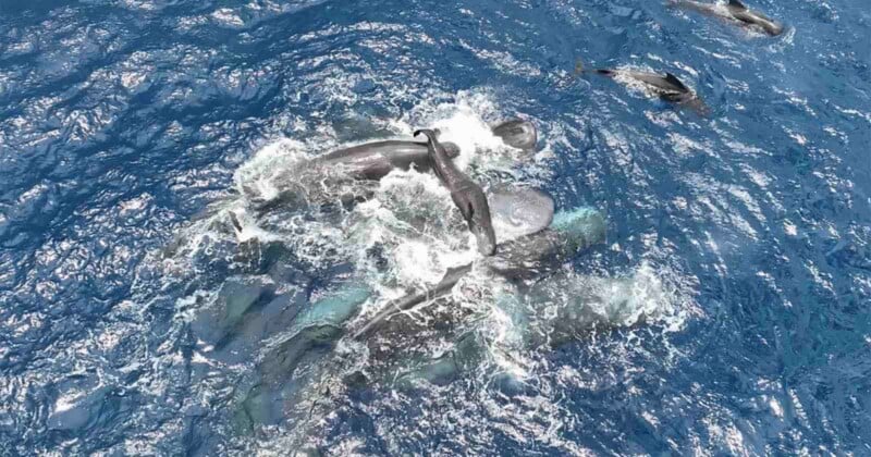 A pod of orcas surrounds and attacks a whale calf in turbulent blue ocean water, with several dark shapes visible beneath the surface and splashes where the animals break through.