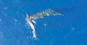 Aerial view of a humpback whale swimming next to its calf in clear blue ocean water.