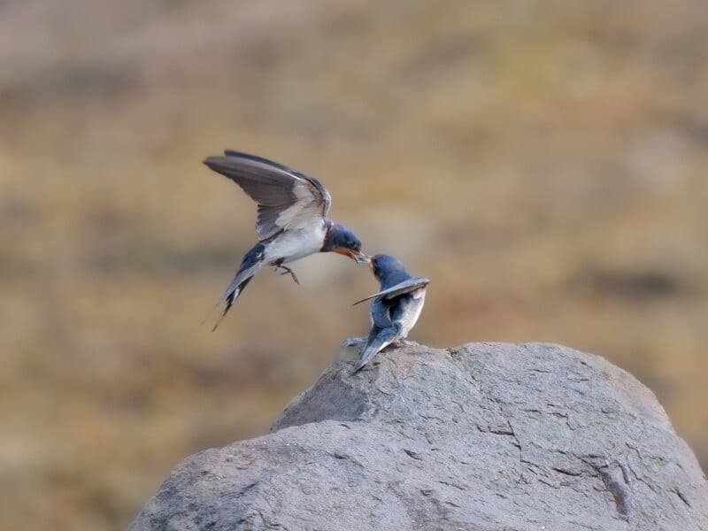A swallow in flight feeds another swallow perched on a large gray rock, with a blurred brownish background.