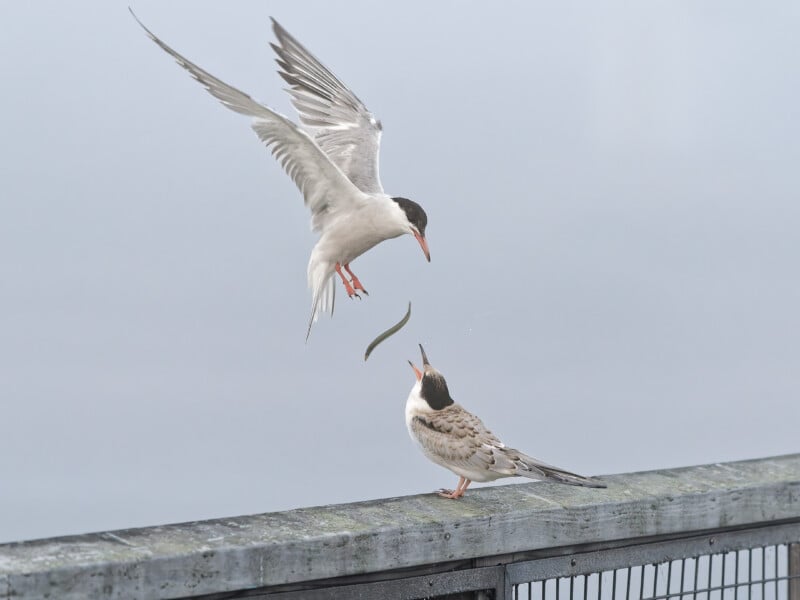 A bird in flight drops a small fish towards another bird perched on a railing with its beak open, ready to catch the fish. The background is out of focus and light-colored.