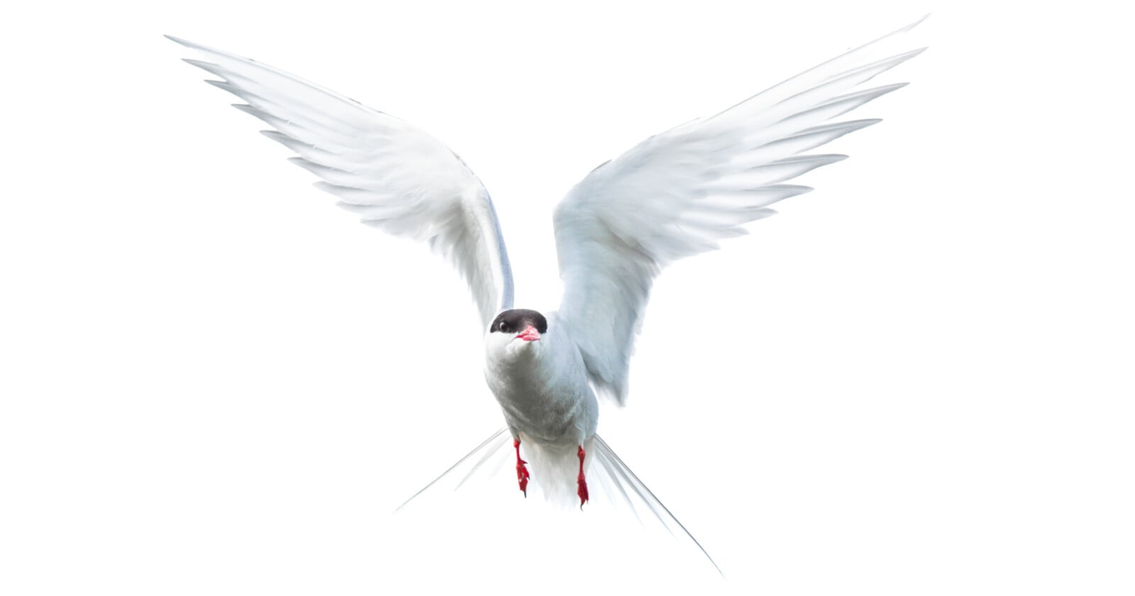 A white bird with black markings on its head, red beak, and outstretched wings flies against a white background.
