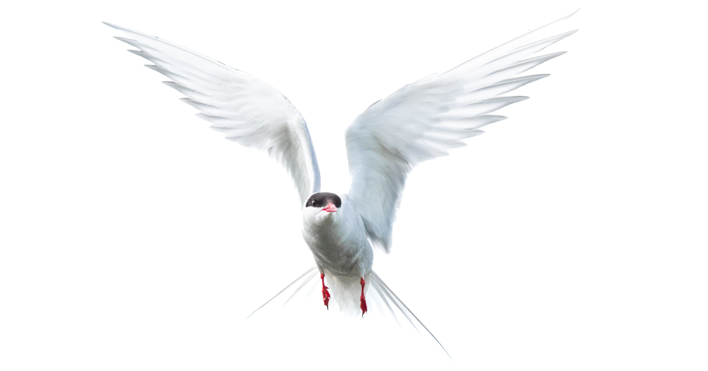 A Beginner’s Guide to Bird Photography: Strategies to Capture Better Bird Photos