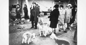 A black and white photo shows several people indoors, each holding a leash attached to a Bedlington Terrier dog. The people, mostly women in coats, stand and watch the dogs. The scene appears to be a dog show or competition.