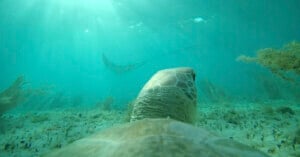 A sea turtle swims underwater near the ocean floor, looking toward a distant stingray gliding through the clear, sunlit water. Sparse aquatic plants are visible on the sandy seabed.