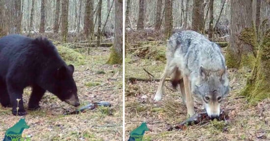Trail cam footage from Voyageurs Wolf Project showing a black bear (left) and a gray wolf (right) separately foraging on the forest floor among moss-covered trees.