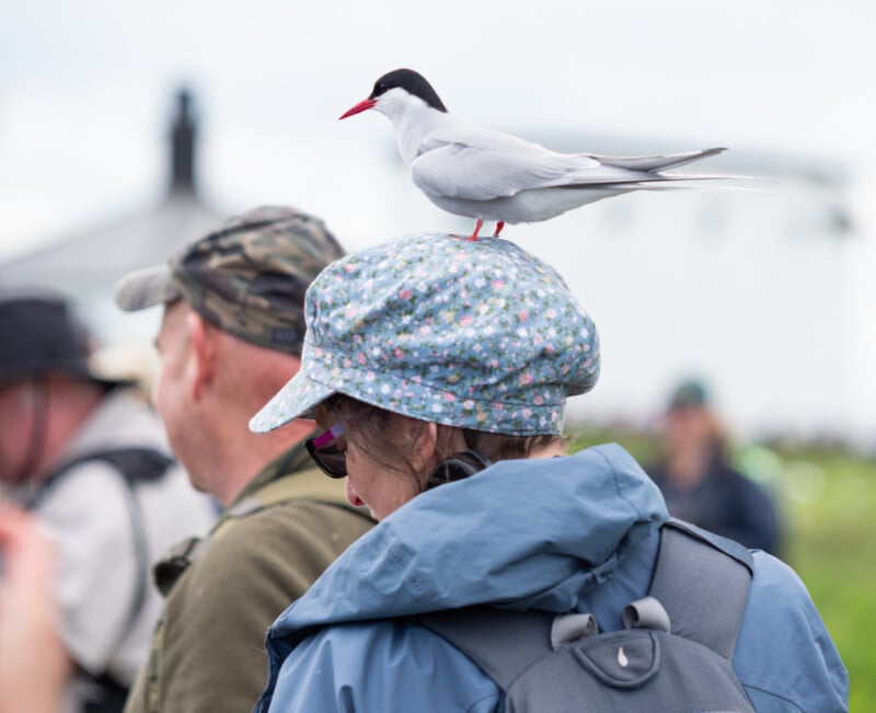 A white bird with a black cap and red beak perches on a person's floral hat in a crowd of people outdoors. The person is wearing a blue jacket and backpack. The background is blurred.
