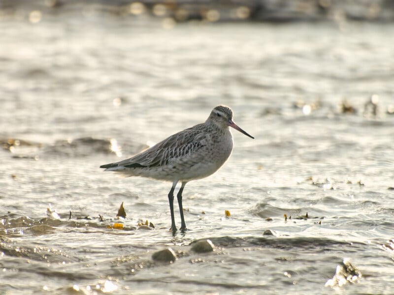 A sandpiper with mottled brown and white plumage stands in shallow, sunlit water with small rocks and bits of seaweed scattered around. The background is softly blurred.