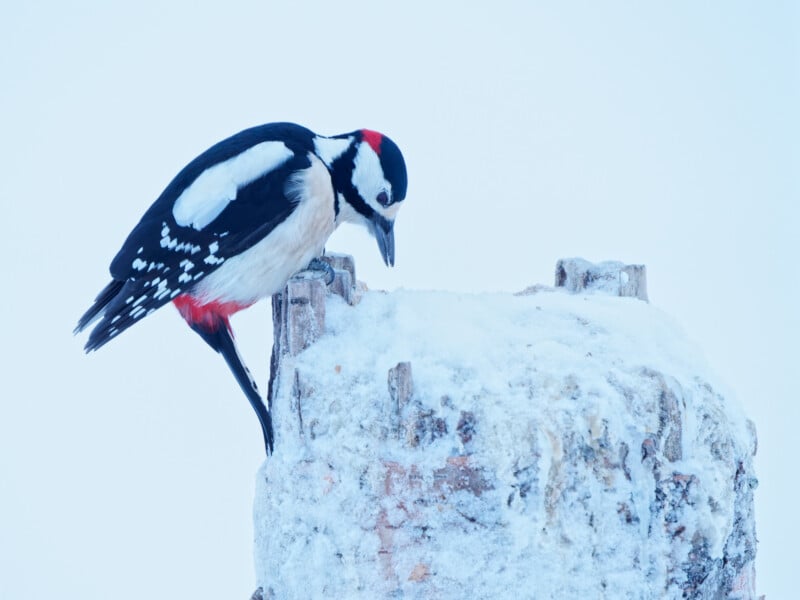 A great spotted woodpecker with black, white, and red feathers perches on a snow-covered tree stump, pecking at the wood in a cold, wintry landscape.