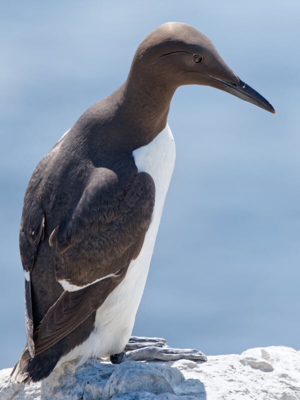 A close-up of a seabird with dark brown upperparts and white underparts, standing on a rocky surface against a blurred blue background. The bird has a long, pointed beak and sleek feathers.