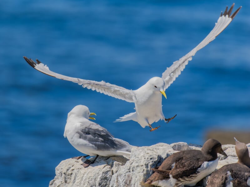 A white seabird lands on a rocky surface beside another bird, wings spread wide and feet extended, with a blue ocean in the background and more birds nearby.