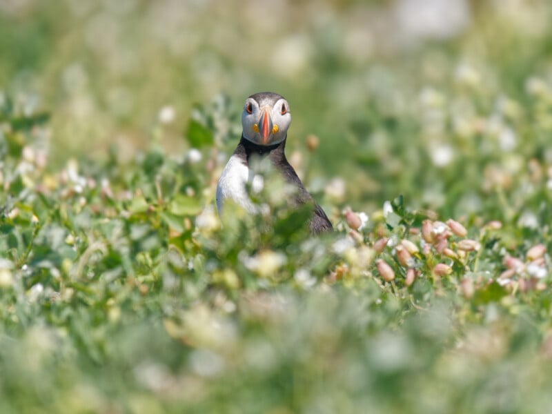 A puffin stands among green foliage and small white flowers, looking directly at the camera with its colorful beak clearly visible. The background is blurred, highlighting the bird in the center.
