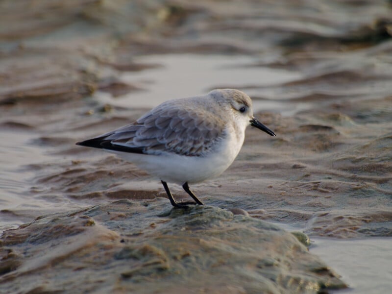A small sandpiper with pale gray and white feathers stands on wet sandy ground near shallow water at the beach.