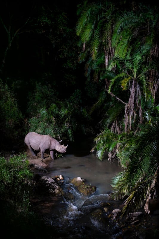 A rhinoceros stands by the edge of a small stream at night, surrounded by dense, lush green tropical plants and overhanging palm fronds.