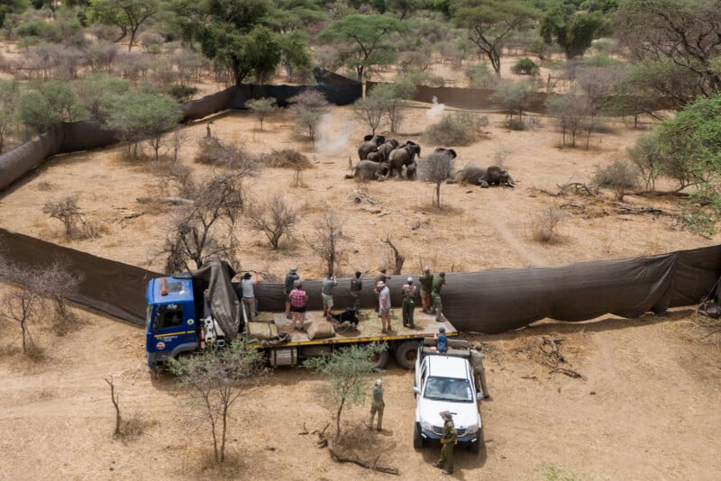 A group of elephants is enclosed within large fabric barriers in a dry, wooded area. Nearby, people stand on a truck and beside a white vehicle, appearing to assist with the operation.
