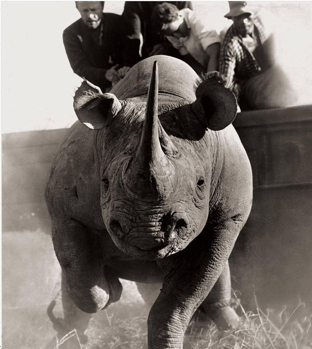 Maverick Photographer's Wildlife Images From the 1960s Document Animals ...