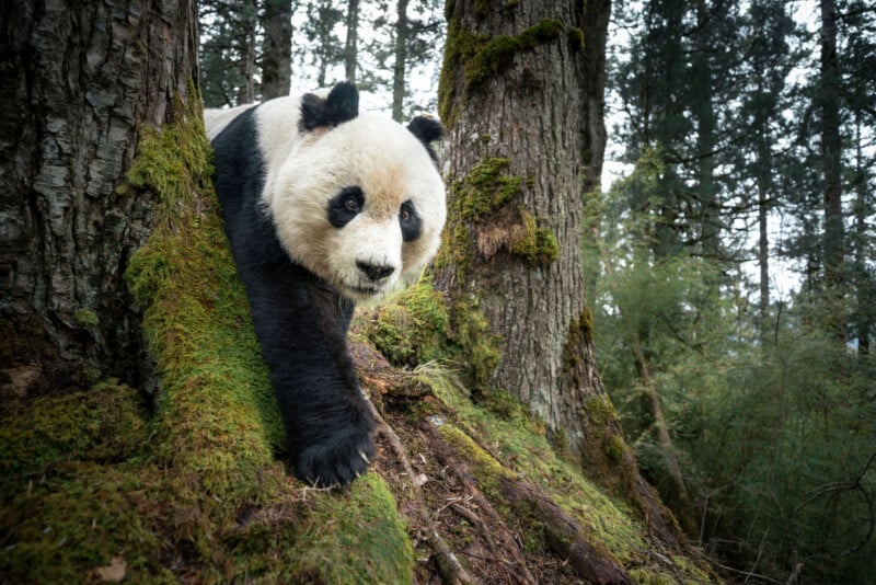 A giant panda with black and white fur walks between mossy tree trunks in a forest, surrounded by tall trees and greenery.
