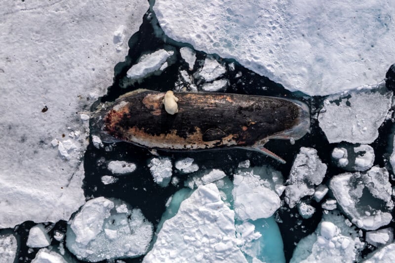 Aerial view of a dead whale lying on floating sea ice, with a polar bear standing on top of the whale’s body, surrounded by cracked and broken ice in frigid, dark water.