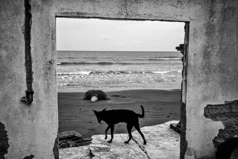 A black dog stands in the doorway of a weathered, crumbling building, with an empty beach and gentle waves of the ocean visible in the background. The image is in black and white.