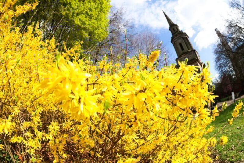 Bright yellow forsythia flowers bloom in the foreground of a park, with green trees and a church steeple visible in the background under a partly cloudy sky. The image is taken with a fisheye lens.