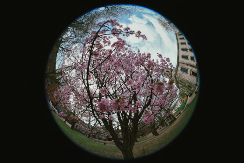 A fisheye lens view of a tree with pink blossoms in a park, surrounded by grass and buildings under a partly cloudy sky. The edges of the image are darkened, creating a circular frame.