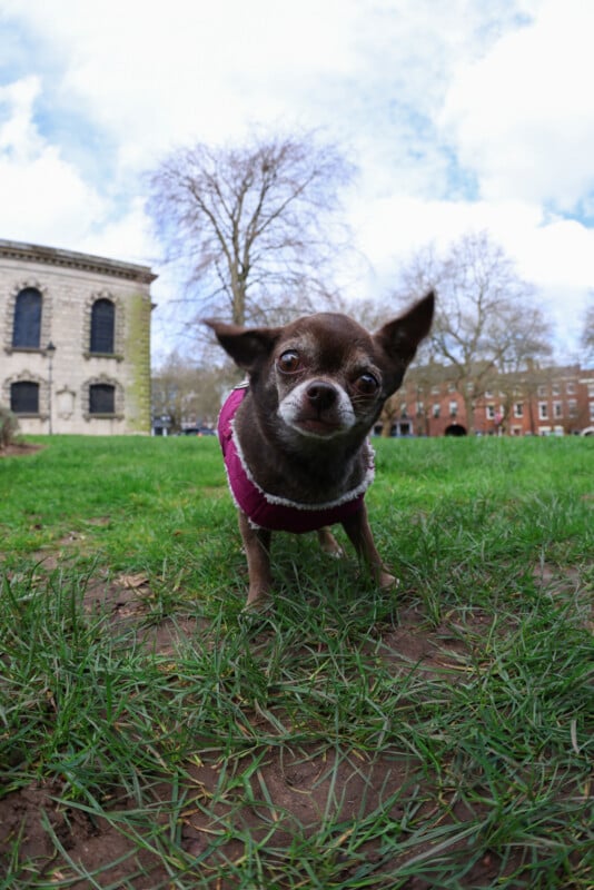 A small brown dog in a pink sweater stands on green grass in a park, looking directly at the camera with its ears perked up. Leafless trees and old brick buildings are visible in the background under a cloudy sky.