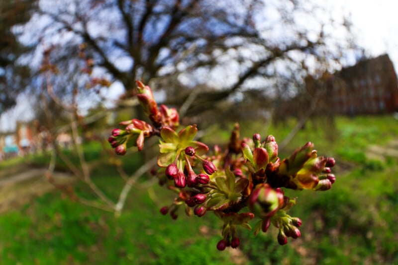 A close-up of a tree branch with reddish-pink buds about to bloom, with a blurred background of trees, grass, and a building. The image is taken with a fisheye lens, creating a distorted effect.