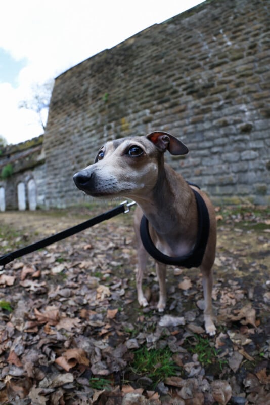 A small dog on a leash stands on fallen leaves, looking to the side with wide eyes. Behind the dog is a stone wall with greenery and arched windows.