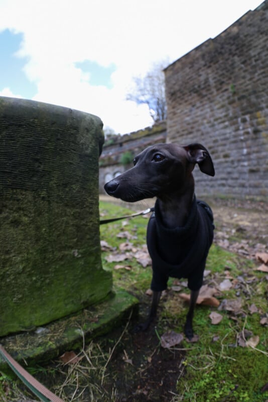 A small black dog wearing a black sweater stands on mossy ground near a stone structure, with a stone wall and trees in the background.