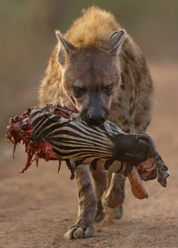A hyena walks on a dirt path carrying a partially eaten zebra leg in its mouth, showing the striped limb and exposed flesh.