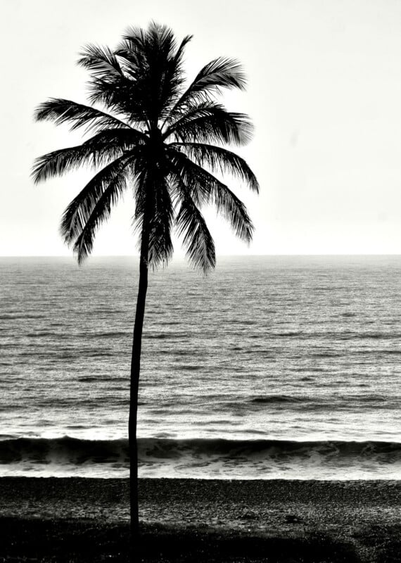 A tall palm tree stands on a sandy beach, silhouetted against the ocean with gentle waves and a bright, clear sky in the background. The image is in black and white.