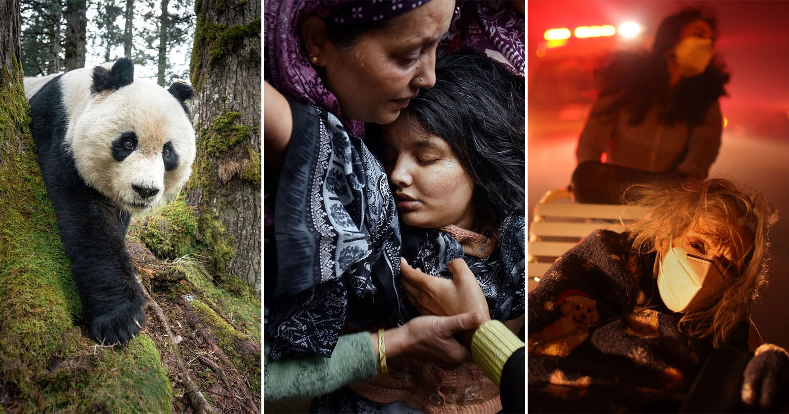 A collage of three photos: a panda climbs a mossy tree, two women embrace a grieving woman, and two people, one with a mask, sit outdoors amid smoke and emergency lights.