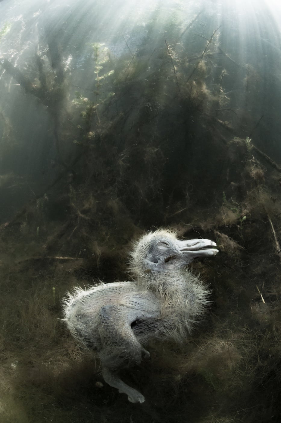 Powerful Photo Competition Focuses on Nature's Death and Decay | PetaPixel
